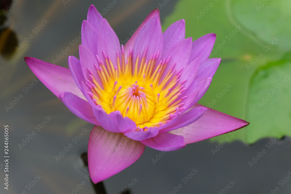 beautiful purple lotus on water - close up. beautiful purple lotus on water - close up.