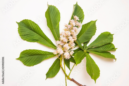 Branch of blossoming chestnut with green, beautiful leaves on a light background. Chestnut blooms with white little flowers
