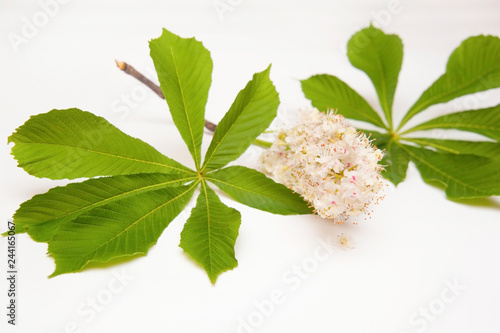 Flowering branch of chestnut with big green leaves on a light background