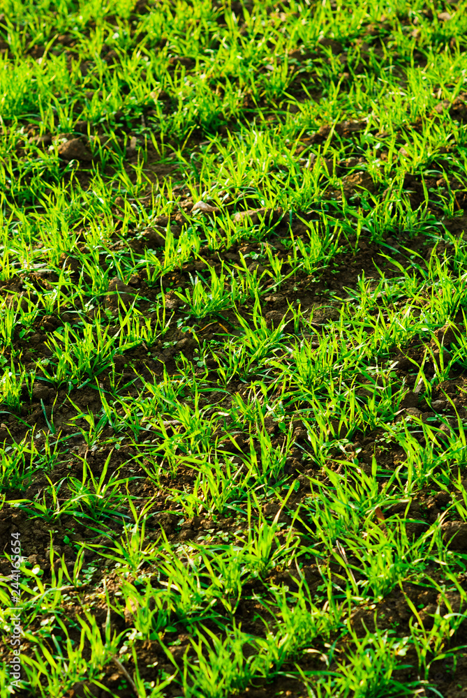 agricultural field agricultural field