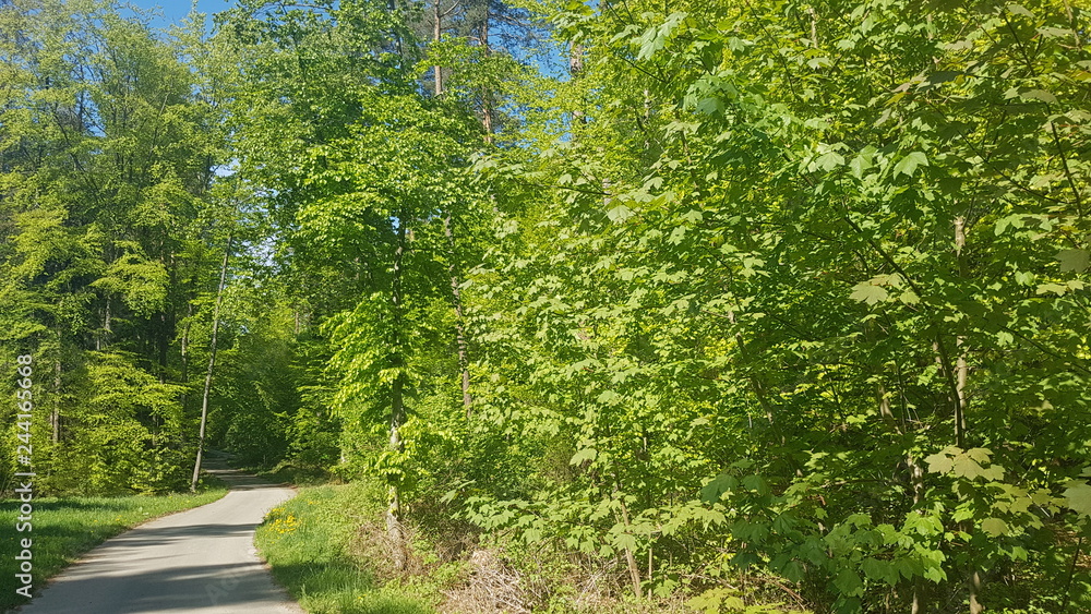 Fototapeta premium Der Weg