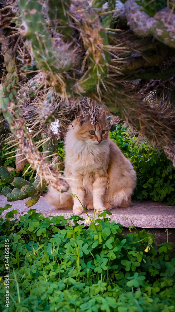 Obraz premium Street cats of Cyprus