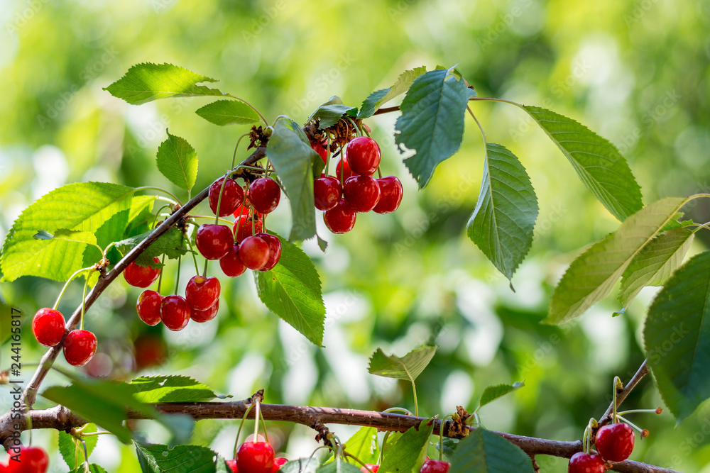 Fototapeta premium A bunch of ripening growing sweet cherry on the tree. Gardening, June