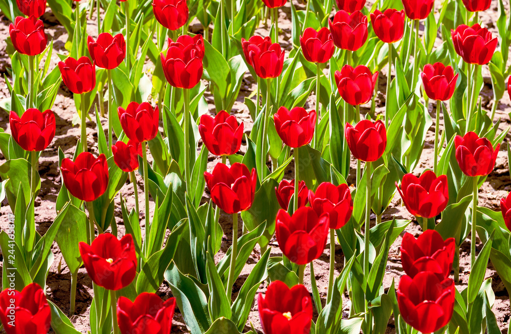 Plantation of red tulips on a sunny day. Flower background of red tulips_ Plantation of red tulips on a sunny day. Flower background of red tulips_