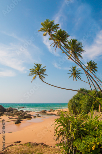 Palm and untouched tropical beach in Indian Ocean. Sri Lanka. Hikkaduwa. Ambalangoda. Unawatuna.