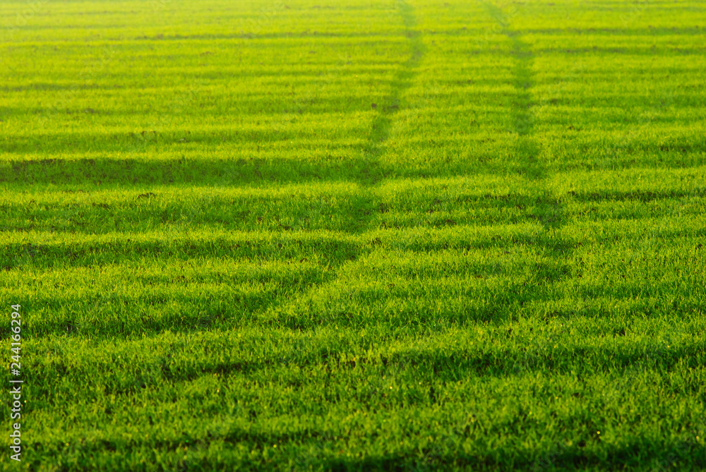 wheel prints on agricultural field
