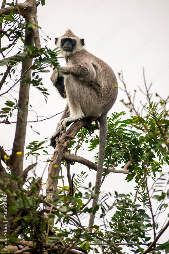 Obraz premium Monkey 