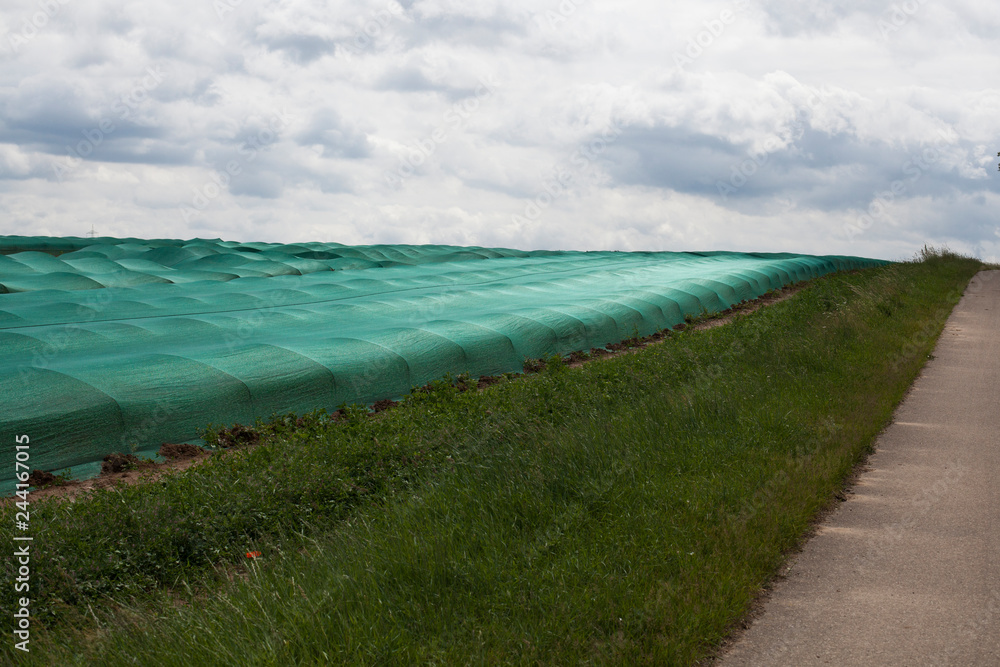 A field of young asparagus covered up against the wind, Germany.
