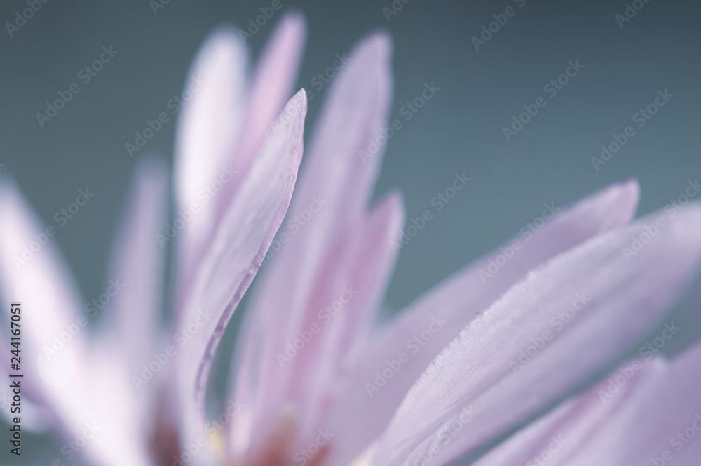 beautiful background of blurred pastel color flowers