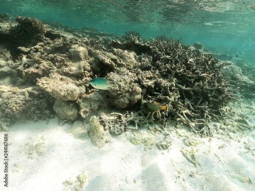 Underwater coral reef and fish in Indian Ocean  Maldives. Tropical clear turquoise water