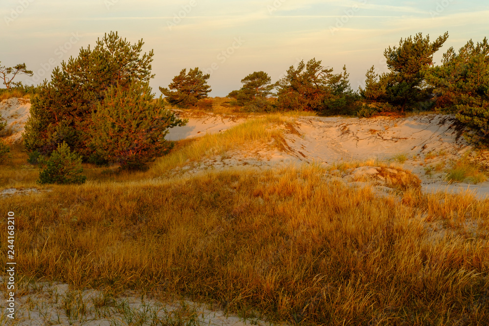 Fototapeta premium Sonnenaufgang am Darßer Ort an der Ostsee in der Kernzone des Nationalpark Vorpommersche Boddenlandschaft am Darßer Weststrand, Mecklenburg Vorpommern, Deutschland