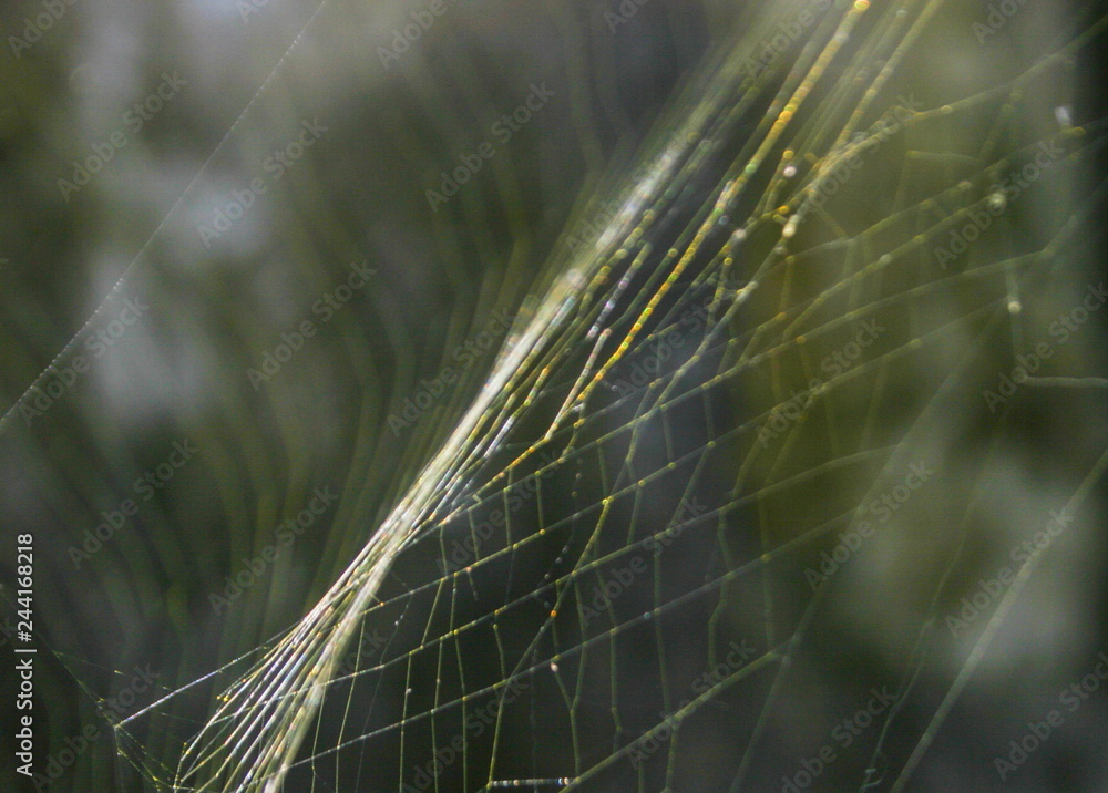 Spider web White net in forest South Thailand