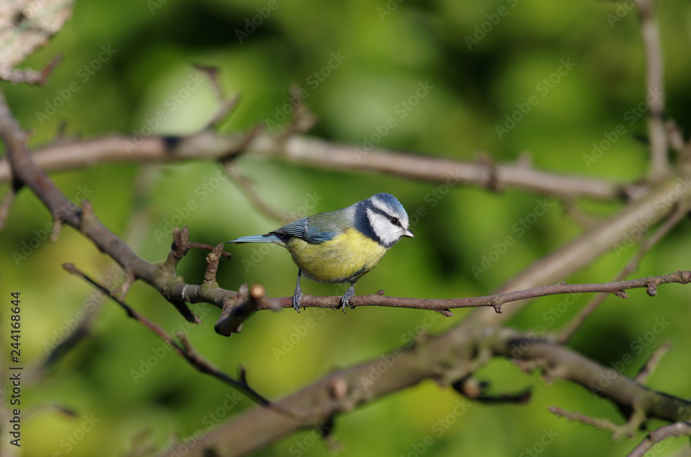 Blaumeisen erreichen ungefähr ein Gewicht von 11 Gramm