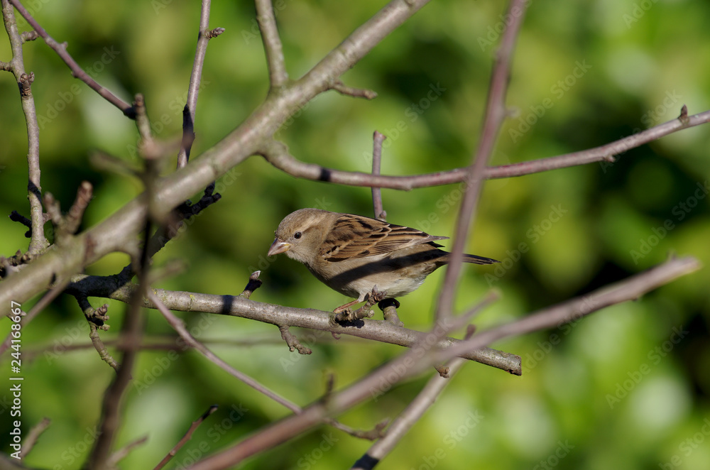 Fototapeta premium Der Haussperling ist der bekannteste Singvogel in unseren Gärten