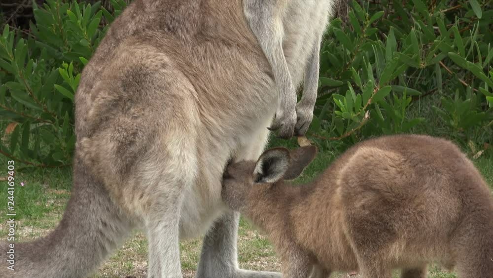 Eastern grey kangaroo and joey, Tasmania, Australia Eastern grey kangaroo and joey, Tasmania, Australia