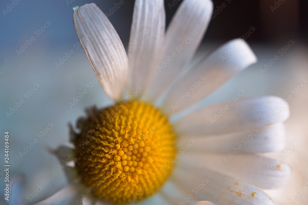 romantic white daisy in the garden in the nature romantic white daisy in the garden in the nature