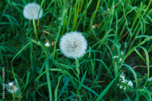 faded dandelions in the thick grass in early spring