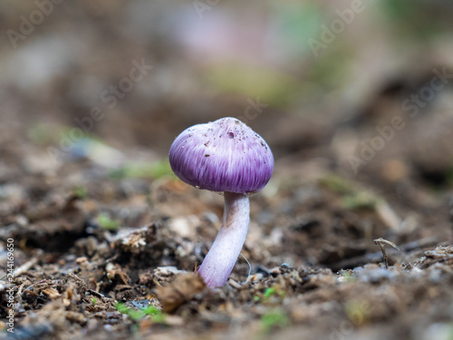 Inocybe geophylla var. lilacina photo