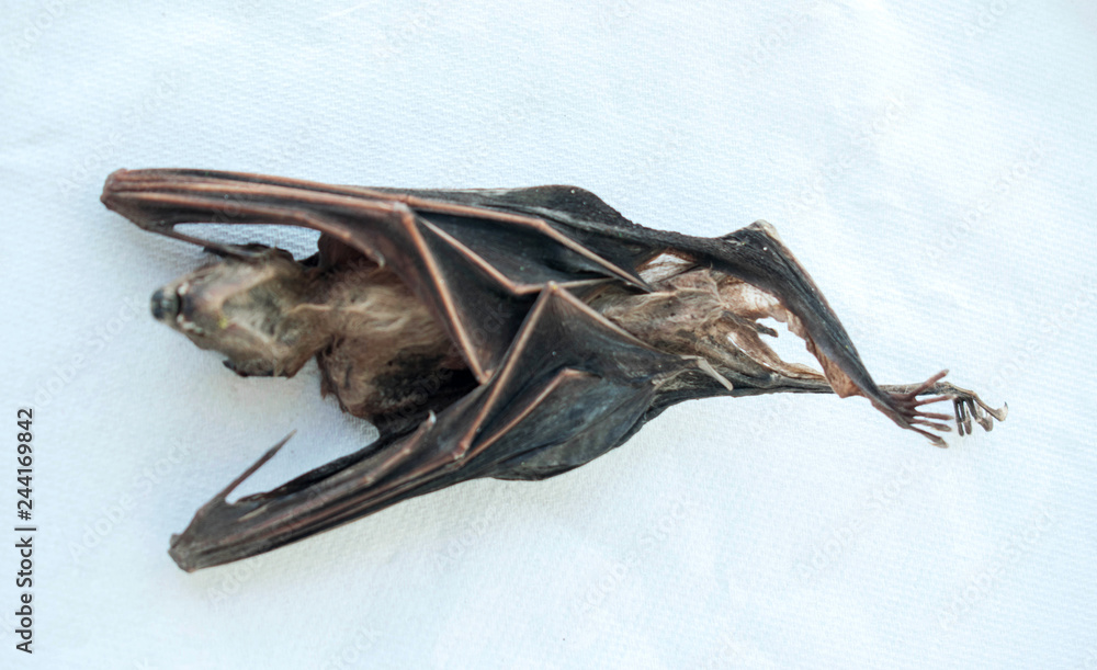Dead bats,Malaysian flying fox, Large fruit bat, Large flying fox Stock