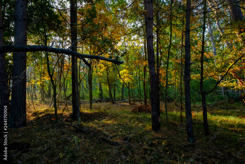Sonnenaufgang am Darßer Ort an der Ostsee in der Kernzone des Nationalpark Vorpommersche Boddenlandschaft am Darßer Weststrand, Mecklenburg Vorpommern, Deutschland Sonnenaufgang am Darßer Ort an der Ostsee in der Kernzone des Nationalpark Vorpommersche Boddenlandschaft am Darßer Weststrand, Mecklenburg Vorpommern, Deutschland