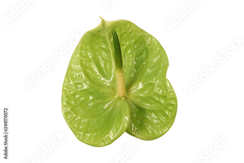 Green anthurium flower on a white background.