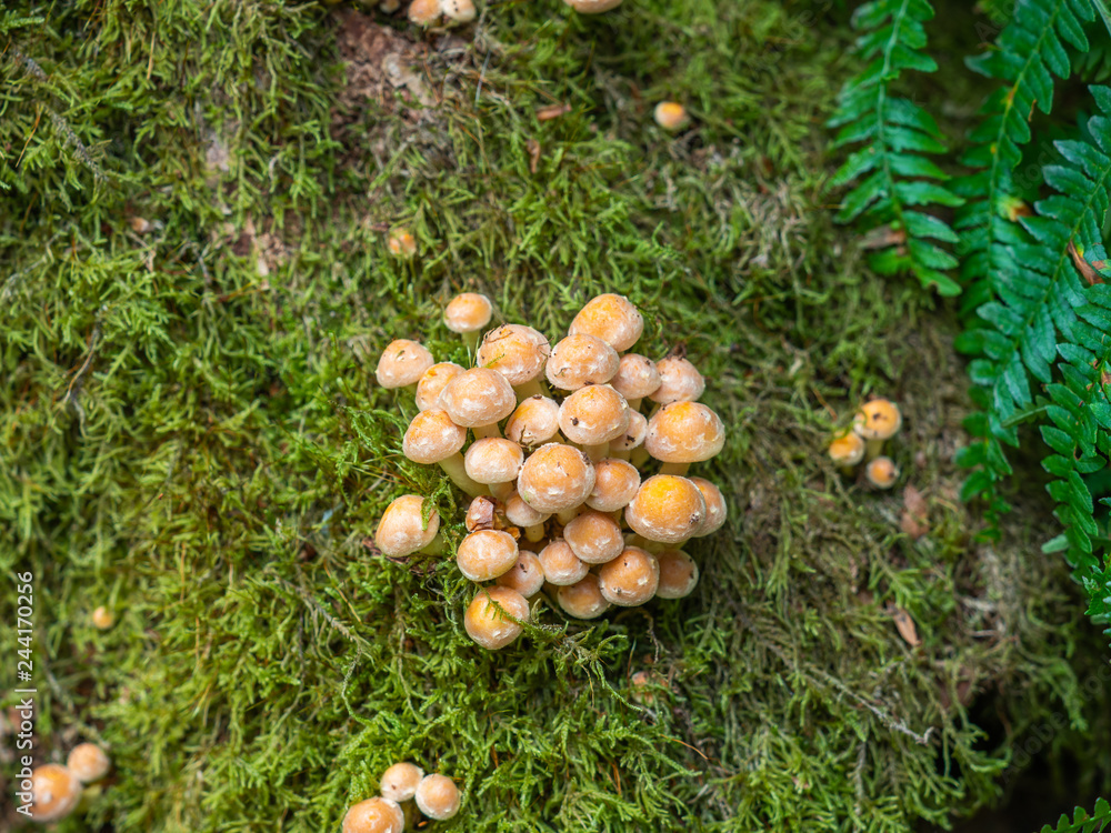 Sulphur tuft, sulfur tuft or clustered woodlover. Sulphur tuft, sulfur tuft or clustered woodlover.