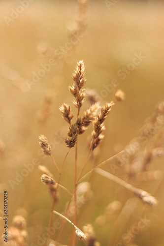 Wild field of grass at sunset, soft sun rays, warm toning, lens flares, shallow DOF
