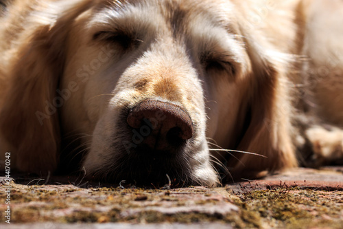 Sleeping English Golden Retriever Dog