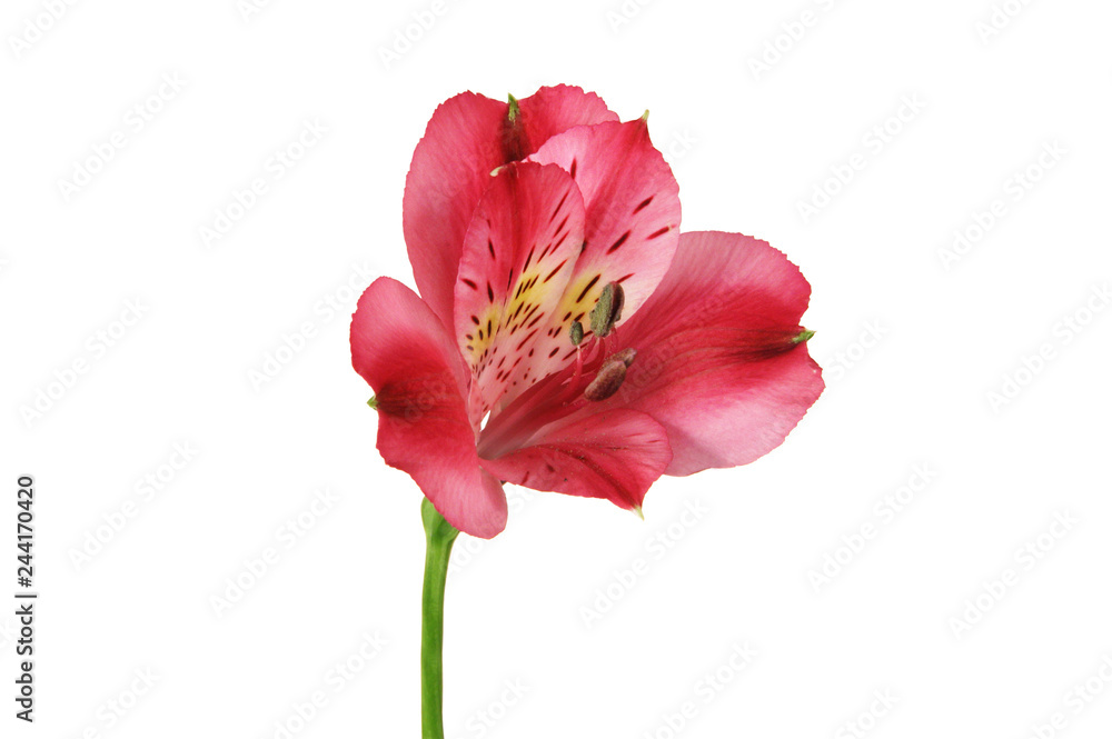Pink alstroemeria flower on white background. Pink alstroemeria flower on white background.