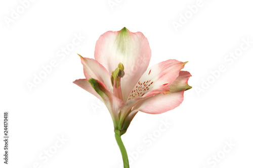 Pink alstroemeria flower on white background.