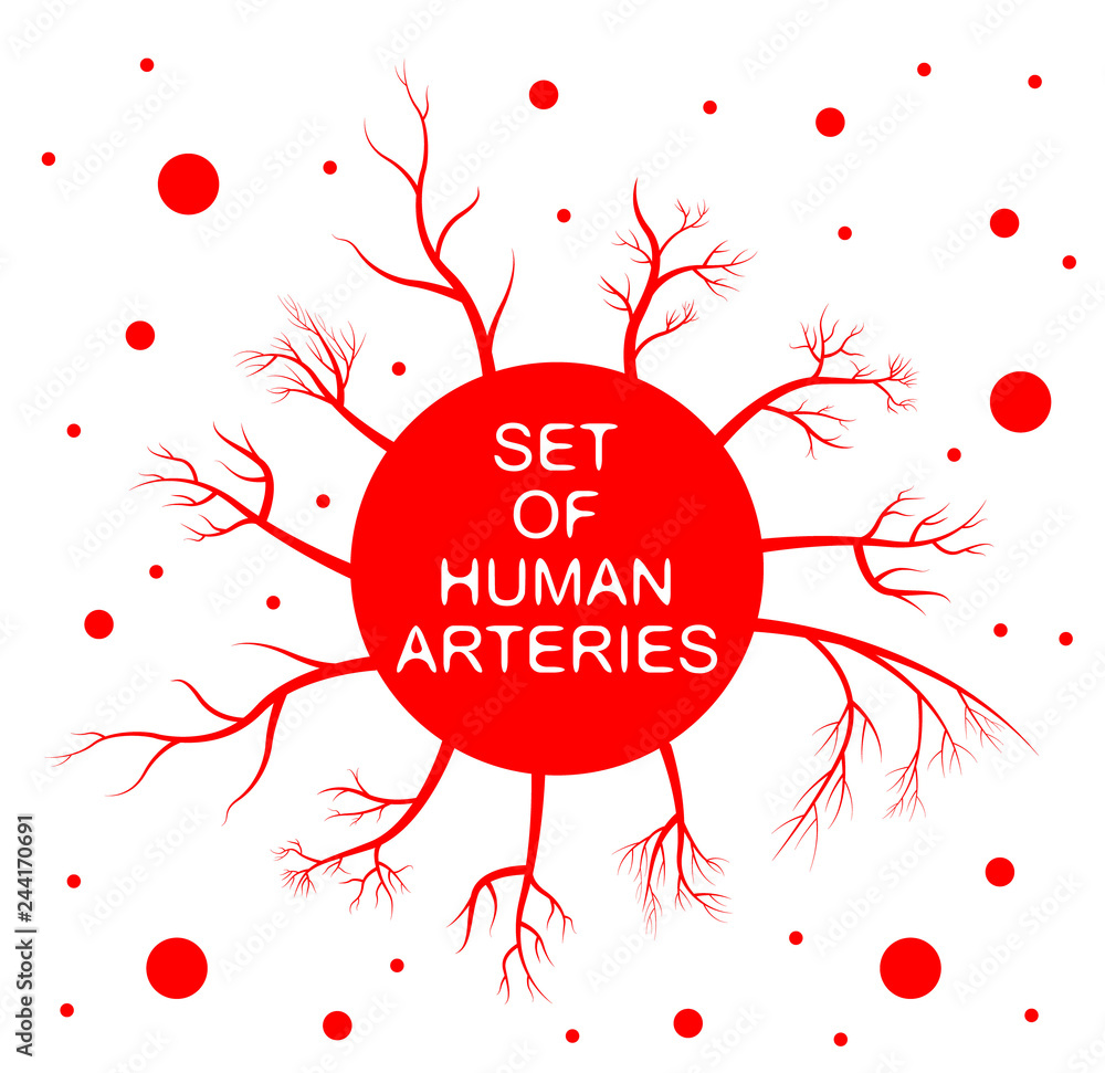 Obraz premium set of human arteries. red circles and red