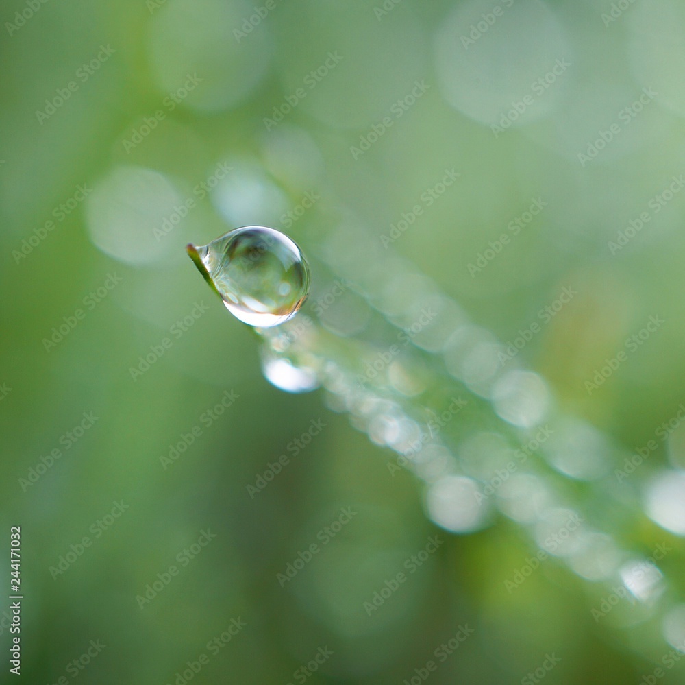 raindrops on the green grass plant in the garden in the nature raindrops on the green grass plant in the garden in the nature