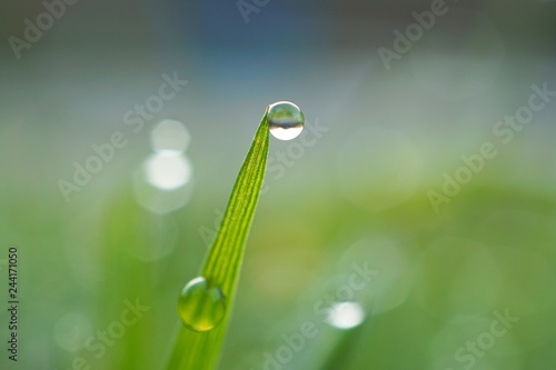 raindrops on the green grass plant in the garden in the nature © Ismael