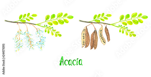 Acacia branch with green leaves and white flowers and other with open pods with seeds, hand painted watercolor illustration with inscription isolated on white photo