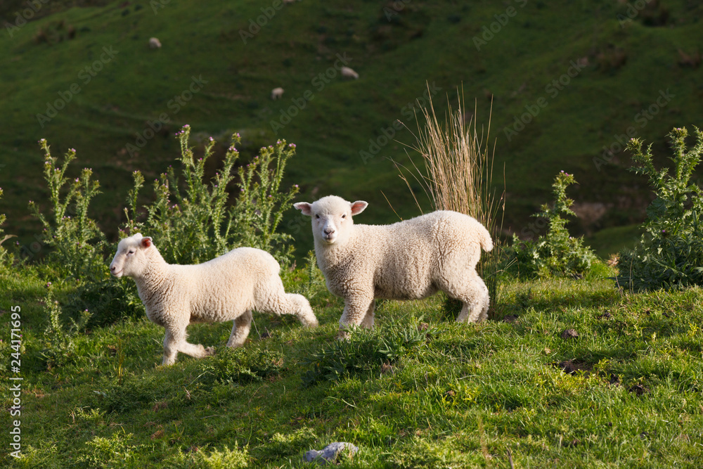 Sheeps grazing lush green pastures of New Zealand - Image