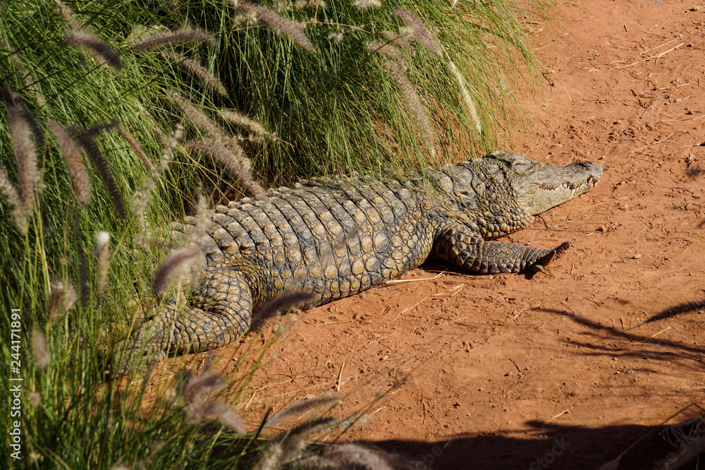 crocodile, Park, crocodile, animal, plants, sun, rest, excursion, walk crocodile, Park, crocodile, animal, plants, sun, rest, excursion, walk