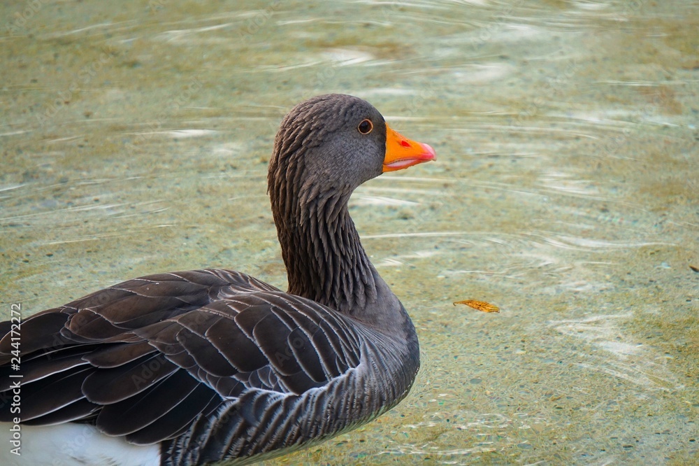 beautiful goose duck in the water in the lake 