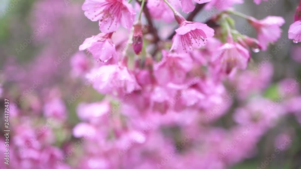 macro shot of sakura flower with dew drop when wind blow, slow motion macro shot of sakura flower with dew drop when wind blow, slow motion