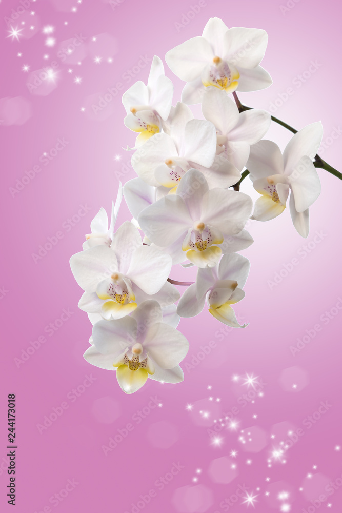 Fototapeta premium Flowers of white orchids