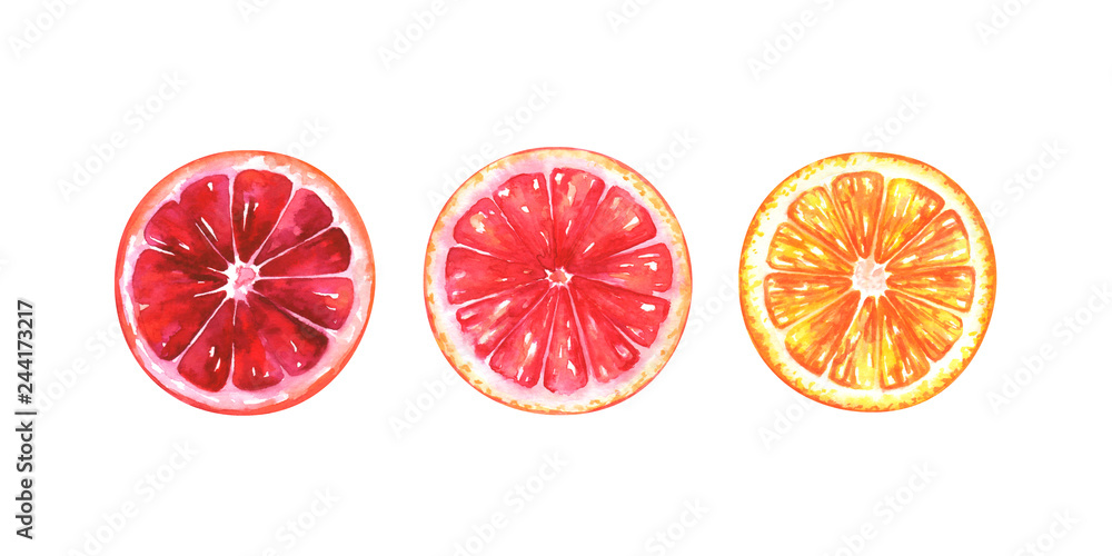 Hand painted watercolor illustration of slices of different oranges isolated on white background Hand painted watercolor illustration of slices of different oranges isolated on white background