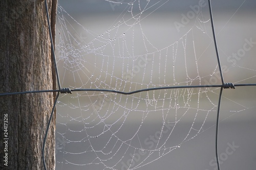 raindrops on the beautiful spider web in the nature
