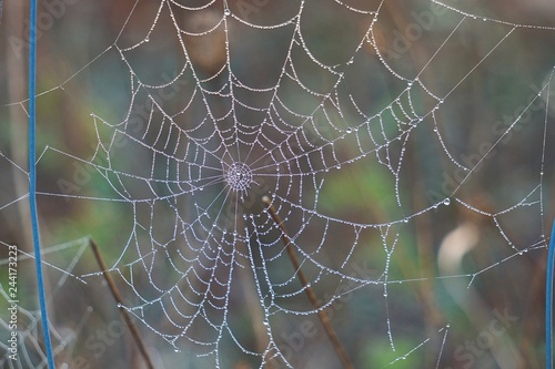 raindrops on the beautiful spider web in the nature © Ismael