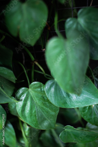 green leaves of plant