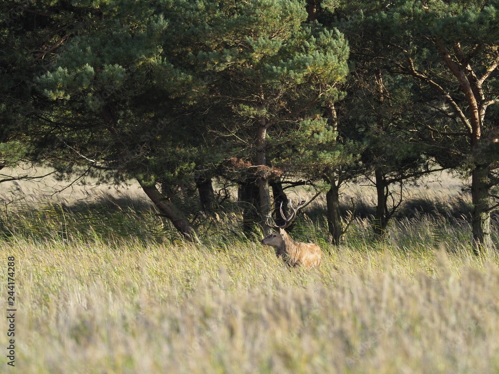 Rothirsche, Cervus elaphus, am Darßer Ort, Nationalpark Vorpommersche Boddenlandschaft, Mecklenburg Vorpommern, Deutschland