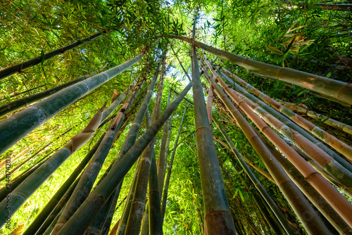 Green bamboo background. From the bottom to the top view of grove of bamboo garden forest. Meditative and buddhism concept and Feng shui. Landscape in Marrakech , Morocco.