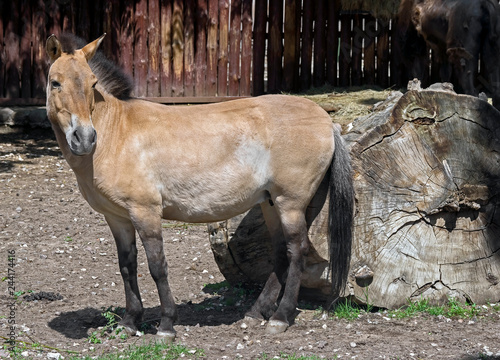 Przewalski's horse. Latin name - Equus przewalskii	 photo