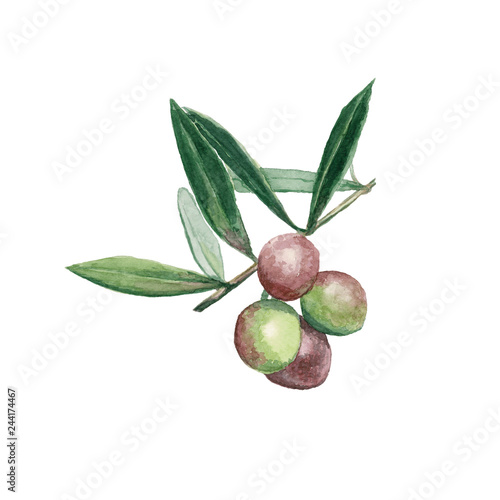 branch olives with fruits and leaves watercolor illustration