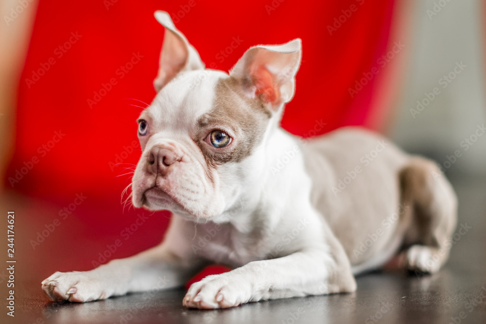 A Boston terrier puppy portrait lying on a black shiny floor with a red curtain background. looking to the side
