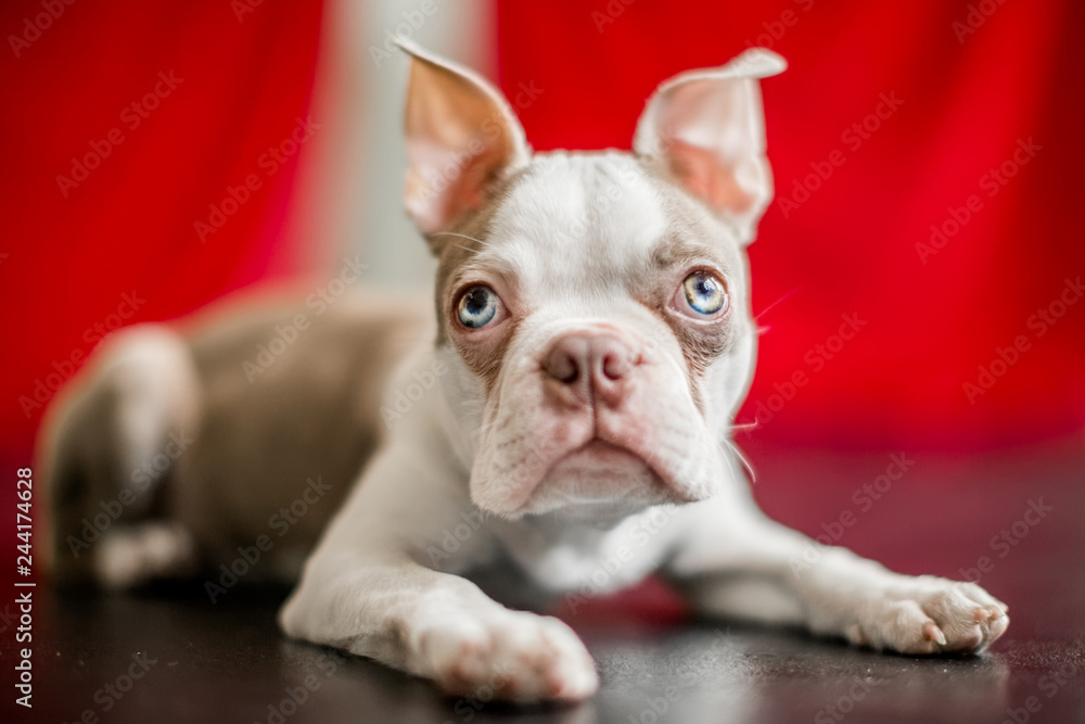 A Boston terrier ready to pounce on a black shiny floor with a red curtain background looking at the camera
