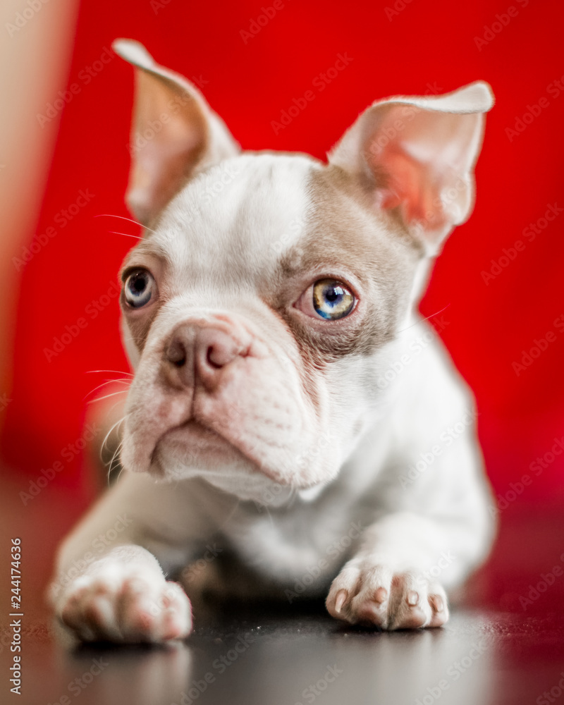A Boston terrier puppy portrait lying on a shiny black floor with a red curtain background. looking at the camera